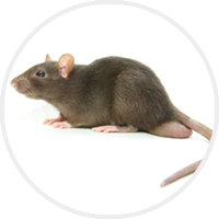 濮陽(yáng)滅老鼠